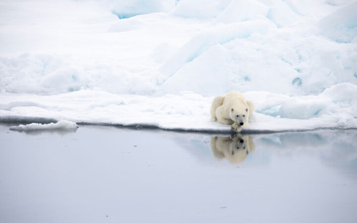 Lone polar bear lays on ice at edge of glassy water, seen on Le Commandant Charcot's Greenland to Svalbard cruise.