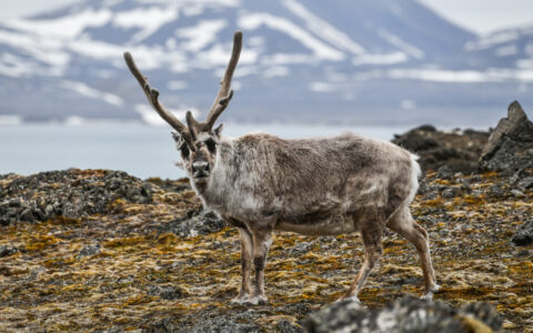Svalbard reindeer with tall horns & shaggy white & brown fur stands atop green tundra with icy bay & snowy mountains behind.