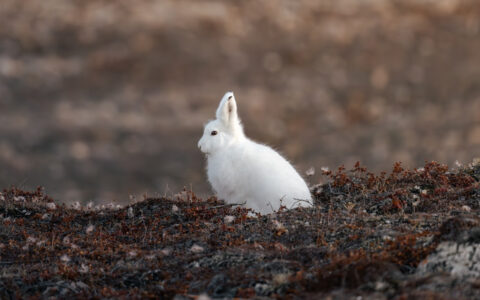 White arctic hare sits among red & brown tundra, seen on the Complete East Greenland cruise.