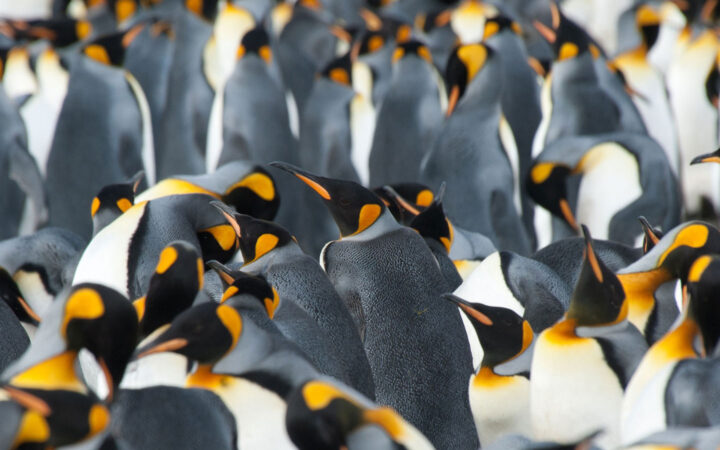 A colony of king penguins in Antarctica, with gray backs, white bellies & black & orange heads & beaks.