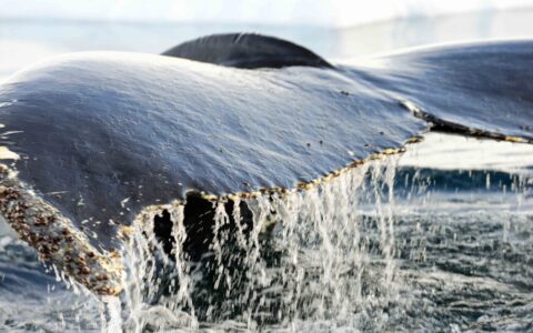 Close up of a whale tail rising out of the water, with barnacles along the edges, seen in Antarctica.