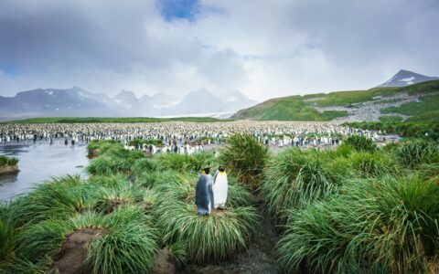 2 tall king penguins sit together atop a tussock of bright green grass near calm water on a cloudy day in Antarctica.