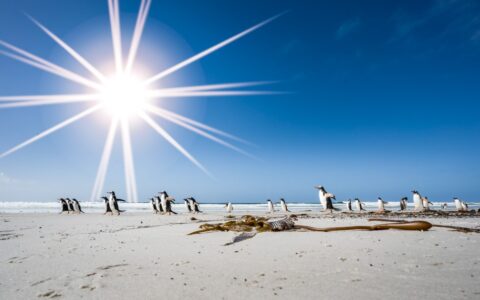 Gentoo penguins with black backs & heads, white chests & orange beaks walk across an Antarctic snow field on a sunny day.