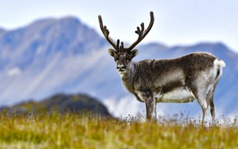 Svalbard reindeer with brown back fur and white belly and long brown antlers stand in a grassy field against purple mountain range.