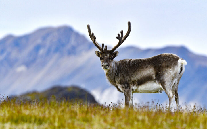 Svalbard reindeer with brown back fur and white belly and long brown antlers stand in a grassy field against purple mountain range.