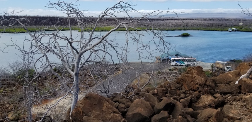 Rocks and a tree in foreground looking downward at the embarkation dock on Baltra Island