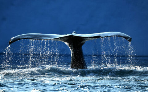 Dark whale tail sheds water as it rises above the sea surface and prepares to reenter, seen on a Greenland to Canada cruise.