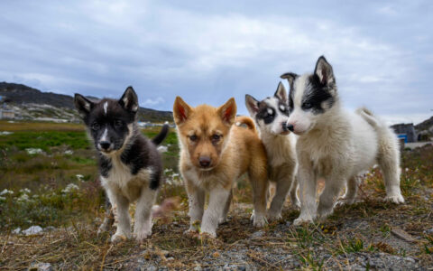 4 puppies with pointy ears in white, black & tan fur stand atop green tundra under a cloudy sky in west Greenland.