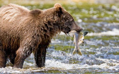 A young Brown Bear fishing for pink salmon near the salmon weir Pavlof Harbor State Marine Park located on Chicagof Island, Alaska. This particular bear has an unusual blonde blaze of fur across it's back making it very easy to identify.