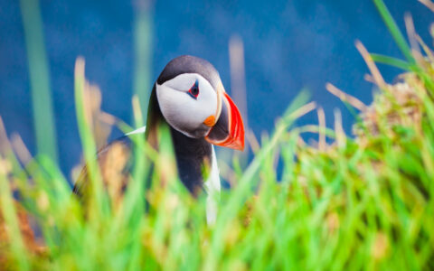 Puffin bird with bright red beak, white cheeks & black feathers stands among tall, bright green grass on a sunny day in Iceland.