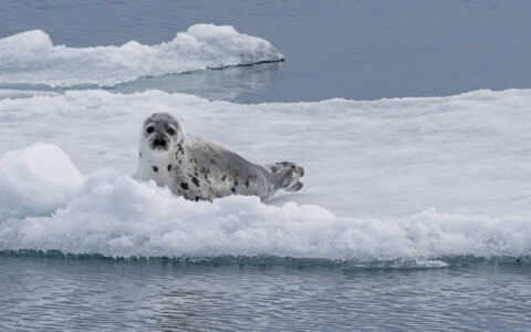 Lone harp seal with black & white-spotted skin sits atop an iceberg in calm water, seen on the Iceland Explorer cruise.