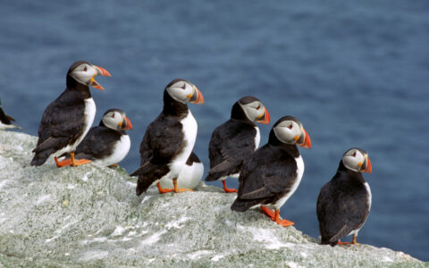 Small flock of puffins with white chests, black backs & orange beaks stands atop a gray rock beside the sea, seen in Iceland.