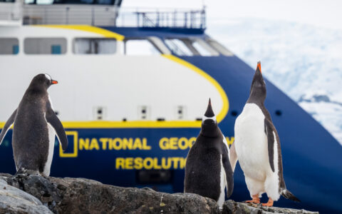 Three Gentoo Penguins in front of the ship National Geographic Resolution on Petermann Island, Antarctica.