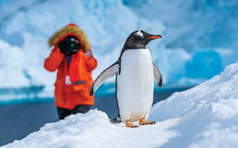 Antarctica traveler in orange jacket & red PFD photographs a gentoo penguin among snow & ice on a sunny day.