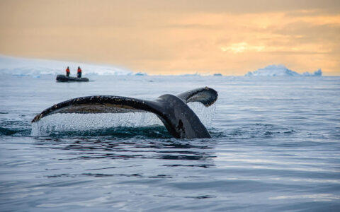 Whale tail diving into the icy waters on a calm night with a small skiff in the distance