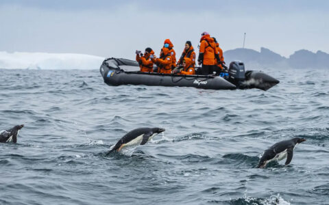 penguins play in the small waves next to a small skiff filled with explorers in orange jackets