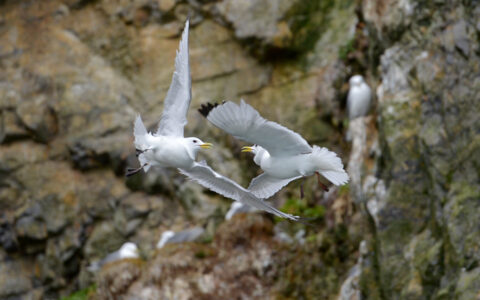 Kittiwakes can be seen in Spitsbergen as they engage in territorial displays on the cliffs and other settlement sites