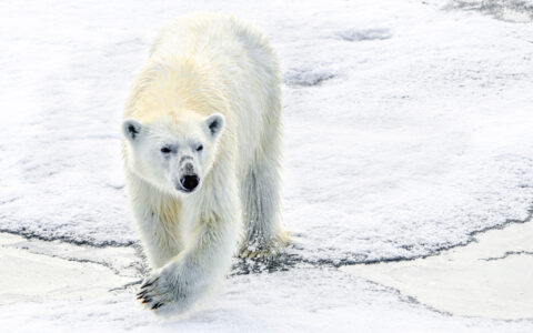 North Spitsbergen is home to Polar Bears that range the ice and waters seeking their next meal.