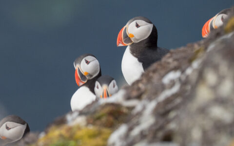 Seeing puffins as they settle in from a day of hunting the seas on the cliffsides in North Spitsbergen