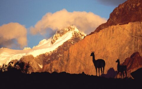 2 shadowy guanacos stand overlooking tall tan mountains with ice-covered peaks behind during a Patagonia to Antarctica cruise.
