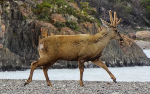 Young buck walks on a pebble beach beside calm water with green & gold hillside behind, seen during the Patagonia Wildlife Safari.