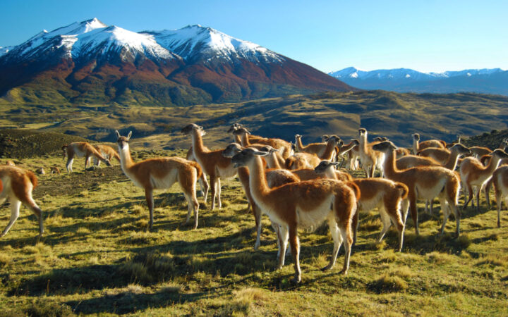 Group of light-brown-&-tan guanacos stands in a bright green grassy field with snowcapped peaks in the background on a sunny day.