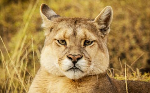 Close up of the face of a puma with beige fur & dark eyes, seen during the Patagonia Wildlife Safari in Torres del Paine.