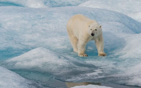 Large white polar bear stands atop blue ice & white snow during Le Commandant Charcot Northeast Greenland Voyages.