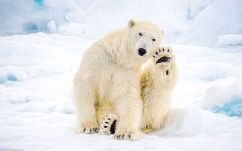 Lone polar bear sits on blue & white ice & scratches its ear, looking like it's waving on a sunny day in Svalbard.
