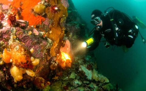 suba diver with colorful coral reef in Antarctica holding flashlight