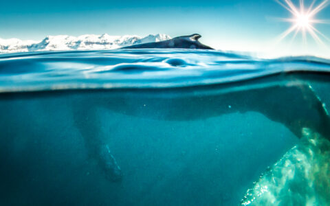 Humpback whale seen from water level with dorsal fin above surface in calm water under a sunny sky in Antarctica.