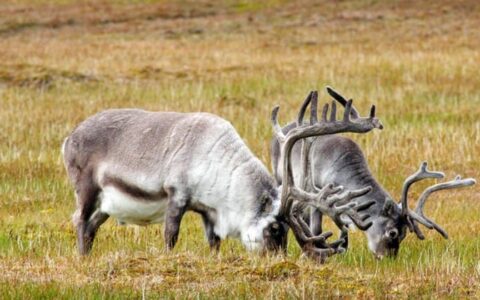 two reindeer grazing seen on realm of the polar bear arctic cruise