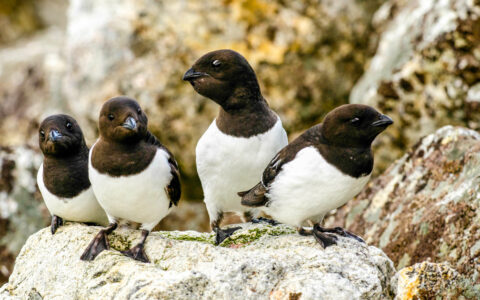 5 little auk birds with dark brown heads & white bodies sit atop a multicolored rock among boulders in Svalbard.