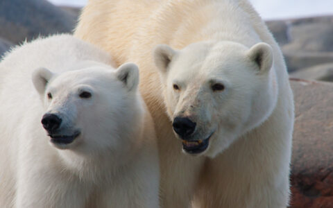 Mother polar bear & cub stand on shore & look out, seen on the Realm of the Polar Bear cruise in Svalbard, the Arctic.