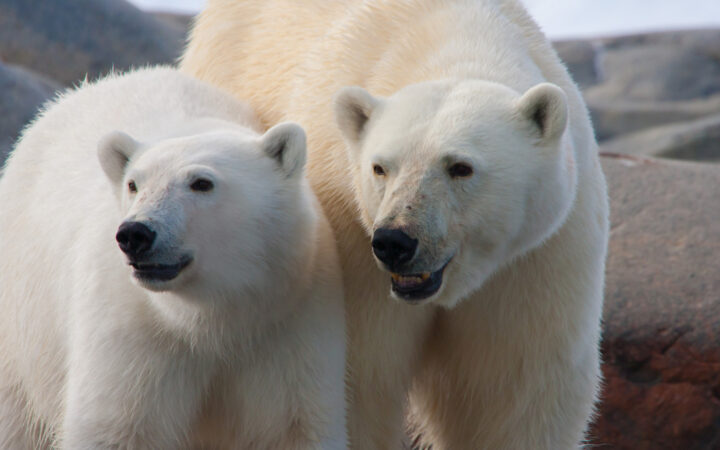 Mother polar bear & cub stand on shore & look out, seen on the Realm of the Polar Bear cruise in Svalbard, the Arctic.