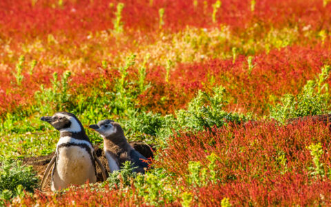 Magellanic Penguins and their nest burrow, Steeple Jason Island, Falkland Islands.