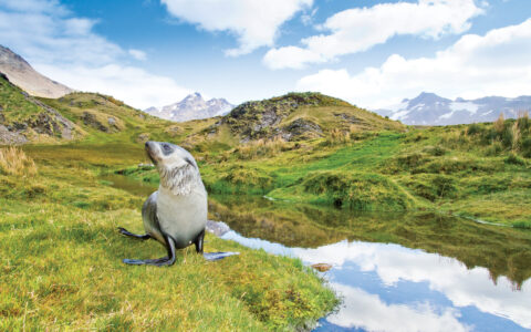 Antarctic Fur seal stands near Stromness Harbor Bay, South Georgia on a bright sunny day