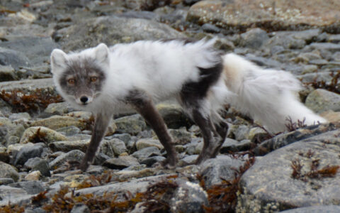 Sailing Spitsbergen aboard the Rembrandt van Rijn give you rare sights like this arctic fox caught searching for his next meal