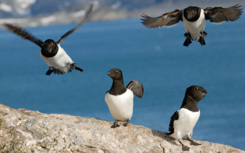 Sailing Spitsbergen aboard the Rembrandt van Rijn takes you where the birds like these Little Auk live