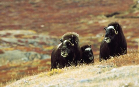 3 musk oxen with dark brown fur & large horns stand on a hillside among beige & red tundra on the Scoresby Sund Aurora Borealis voyage.