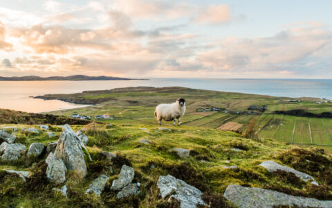 Lone sheep with black head & white fur stands among green grass & silver boulders overlooking a calm inlet at dusk in Ireland.
