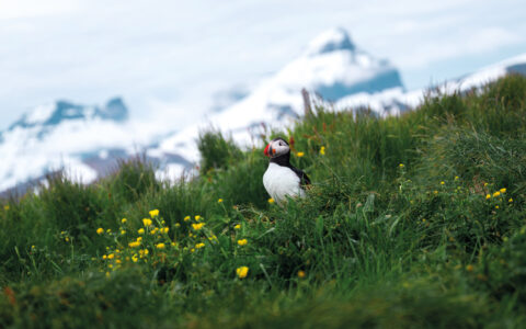 Puffin stands in tall green grass with yellow flowers backed by a snow-capped mountain in Iceland.