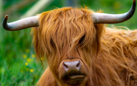 Cow with long, caramel-colored fur covering its eyes and two small horns stands by green grass & yellow flowers in Scotland.