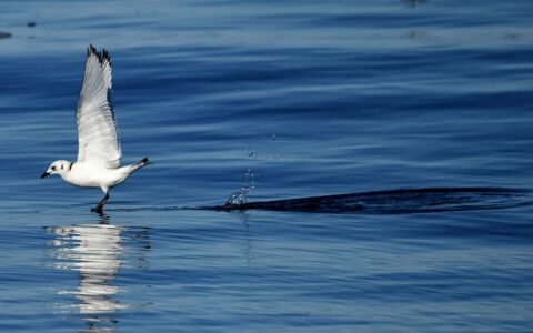 White sea bird takes off from deep blue water during Le Commandant Charcot Northeast Greenland Voyages.