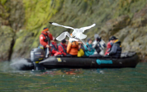 South Spitsbergen Explorer travelers in colorful jackets take a Zodiac cruise past mossy cliffs as white birds fight in midair nearby.