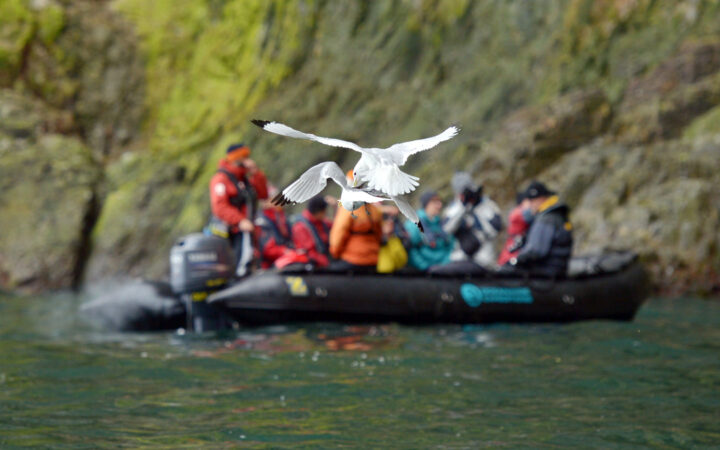 South Spitsbergen Explorer travelers in colorful jackets take a Zodiac cruise past mossy cliffs as white birds fight in midair nearby.