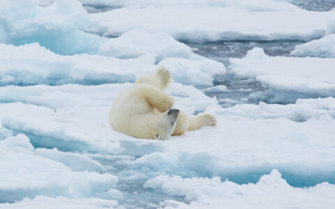 A lone polar bear lays & rolls on pack ice, seen during a South Spitsbergen Explorer cruise.