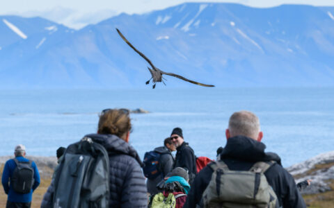 On land while on the Spitsbergen Northeast Greenland trip a sea bird moves over the explorers with a mountain behind them