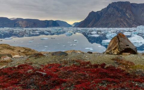 bright red moss covers the foreground of rock and sand highlighting the small white icebergs floating in the bay flanked by stark mountains