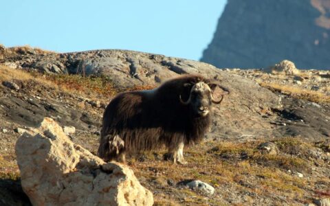 lone musk ox in spitsbergen standing on dry arctic tundra with sunny skies above